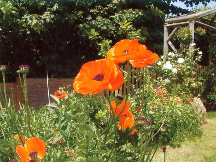 Wheelwrights Bed & Breakfast Abbotsbury Dış mekan fotoğraf